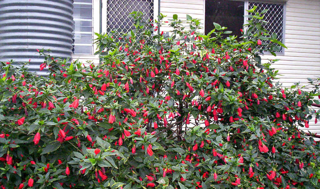 Malvaviscus arboreus or Turk's cap is great under trees to add some colour. Malvaviscus arboreus or Turk's cap is great under trees to add some colour.